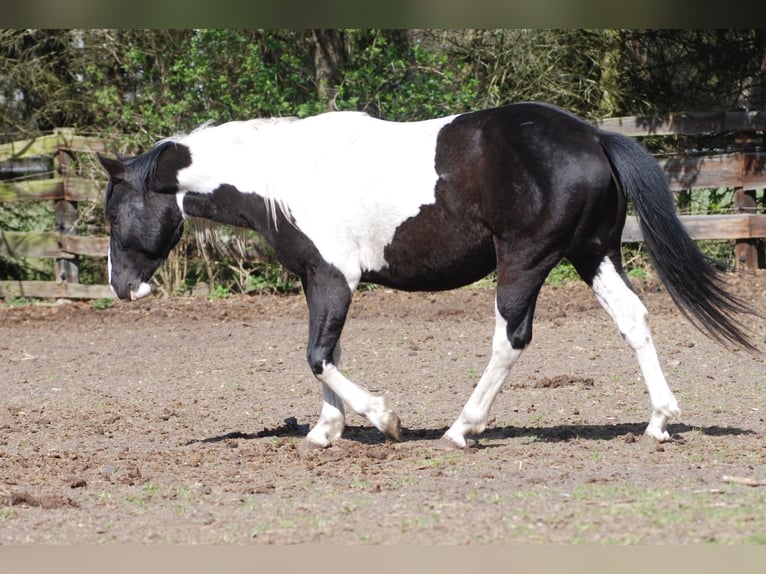 American Paint Horse Hengst 3 Jahre 130 cm Schecke in Finsterwalde