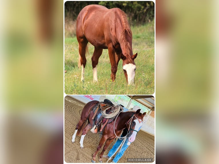 American Paint Horse Hengst 3 Jahre 145 cm Fuchs in Ahorn