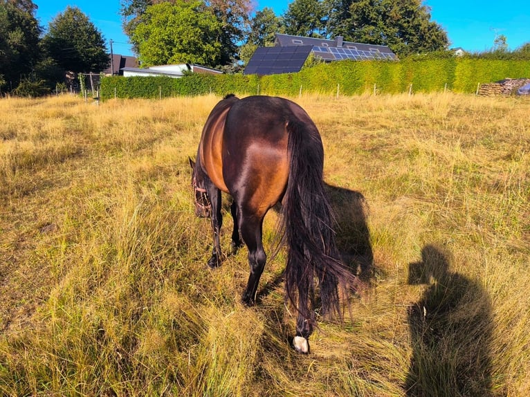 American Paint Horse Hengst 3 Jahre 147 cm Dunkelbrauner in Bastogne