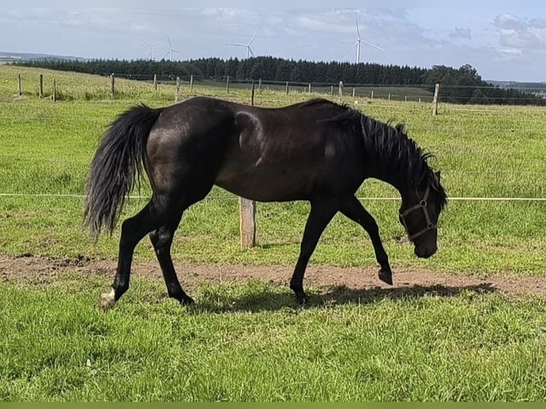 American Paint Horse Hengst 3 Jahre 147 cm Dunkelbrauner in Bastogne