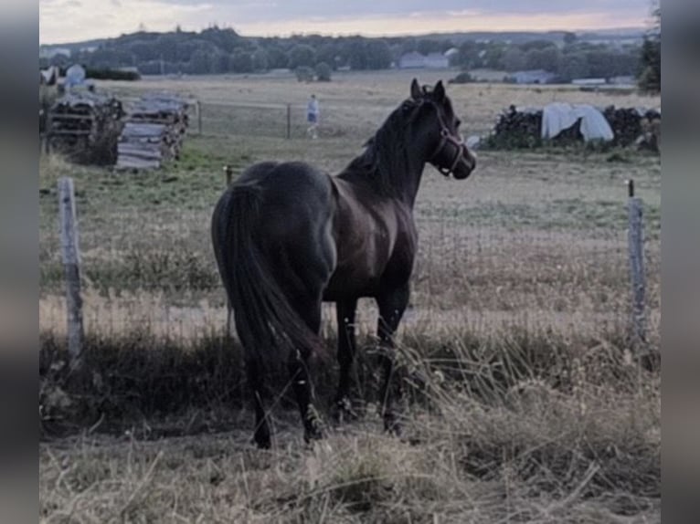 American Paint Horse Hengst 3 Jahre 147 cm Dunkelbrauner in Bastogne