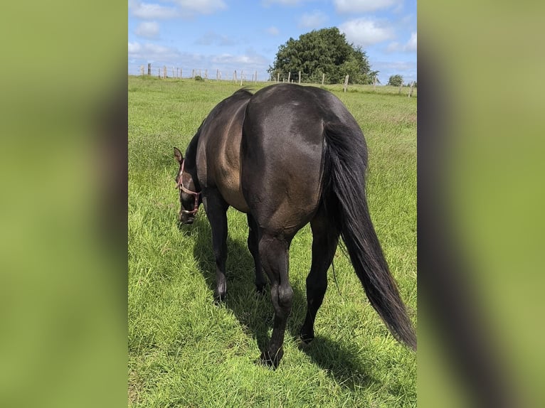 American Paint Horse Hengst 3 Jahre 147 cm Dunkelbrauner in Bastogne