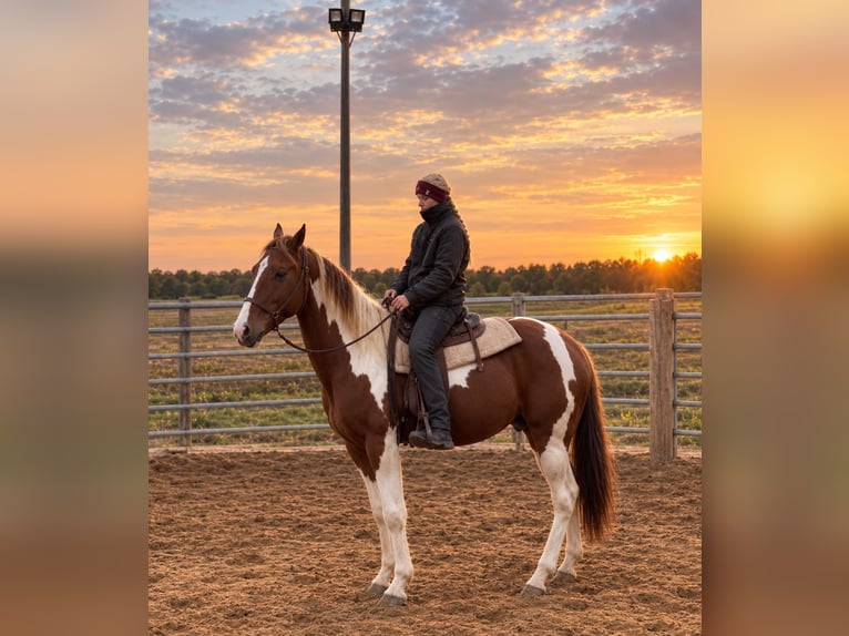 American Paint Horse Hengst 3 Jahre 150 cm Fuchs in Bad Frankenhausen