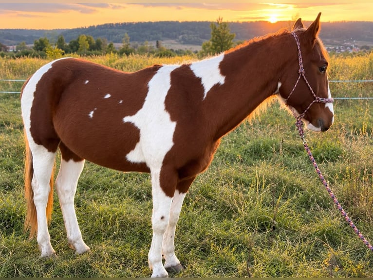 American Paint Horse Hengst 3 Jahre 150 cm Fuchs in Bad Frankenhausen