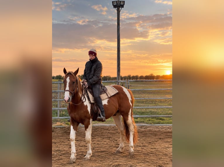 American Paint Horse Hengst 3 Jahre 150 cm Fuchs in Bad Frankenhausen