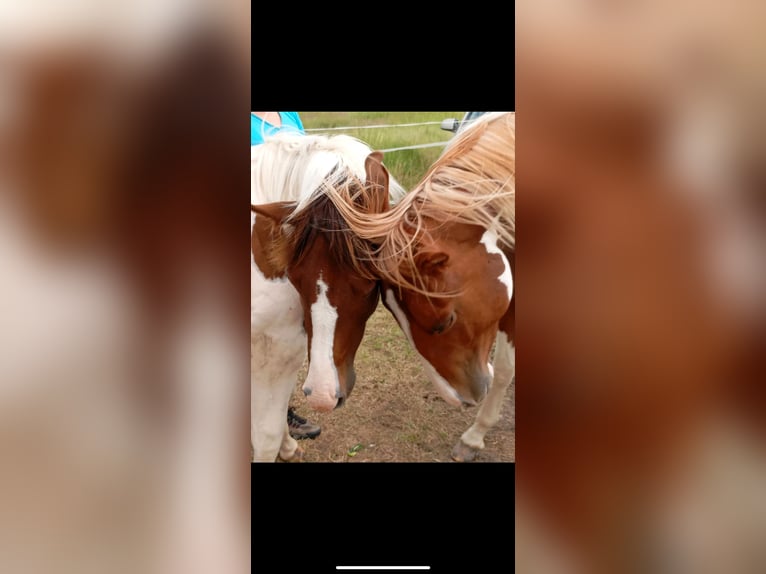 American Paint Horse Hengst 3 Jahre 150 cm Tobiano-alle-Farben in Rottleben