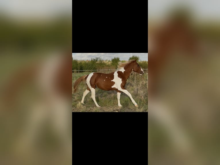 American Paint Horse Hengst 3 Jahre 150 cm Tobiano-alle-Farben in Rottleben
