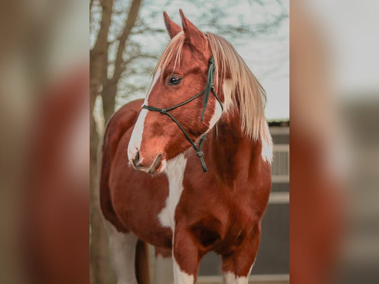 American Paint Horse Hengst 3 Jahre 150 cm Tobiano-alle-Farben in Rottleben