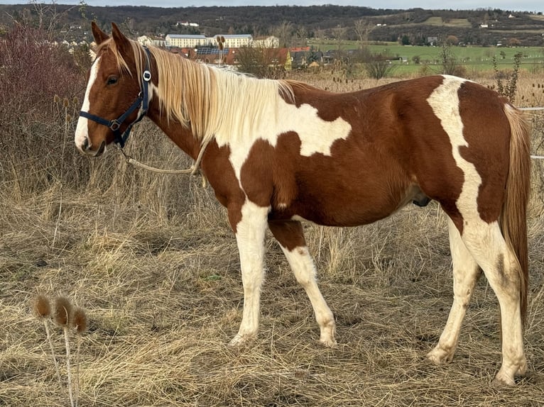 American Paint Horse Hengst 3 Jahre 150 cm Tobiano-alle-Farben in Rottleben