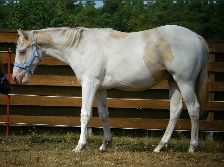 American Paint Horse Hengst 3 Jahre 155 cm Overo-alle-Farben in Nostorf
