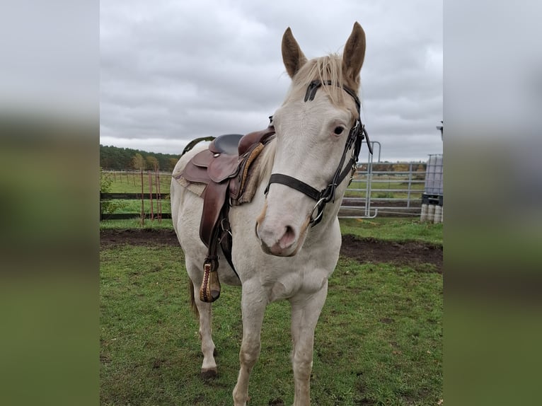 American Paint Horse Hengst 3 Jahre 155 cm Tobiano-alle-Farben in Kuhlenfeld