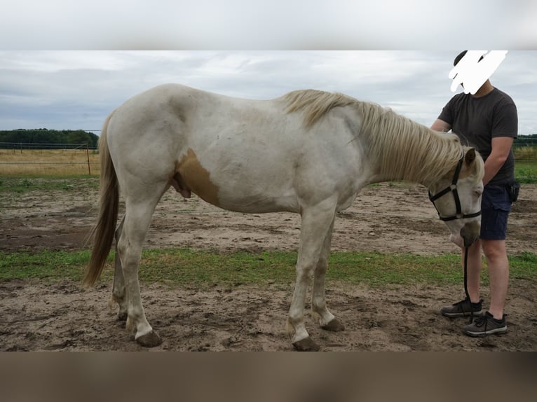American Paint Horse Hengst 3 Jahre 155 cm Tovero-alle-Farben in Boizenburg/Elbe