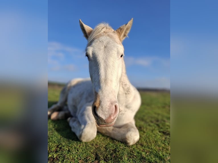 American Paint Horse Hengst 3 Jahre 155 cm Tovero-alle-Farben in Nostorf