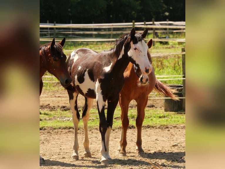 American Paint Horse Hengst 3 Jahre 158 cm Overo-alle-Farben in GABASTON