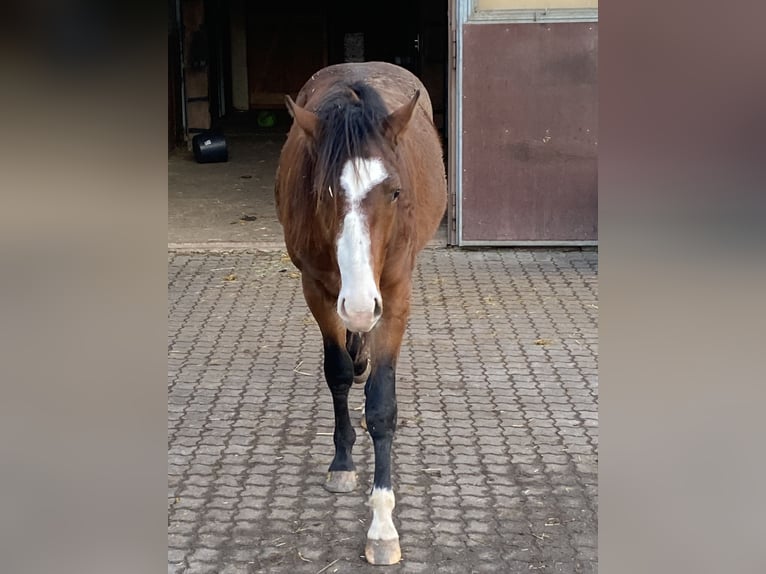 American Paint Horse Hengst 3 Jahre 160 cm Overo-alle-Farben in Schillingsfürst