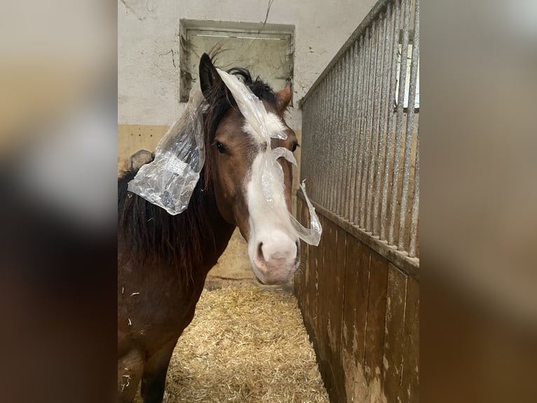 American Paint Horse Hengst 3 Jahre 160 cm Overo-alle-Farben in Schillingsfürst