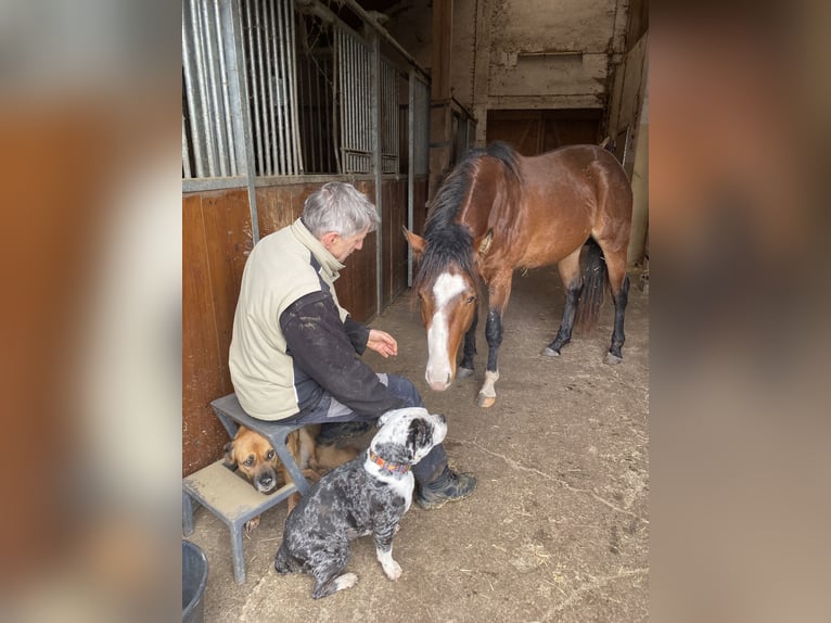 American Paint Horse Hengst 3 Jahre 160 cm Overo-alle-Farben in Schillingsfürst