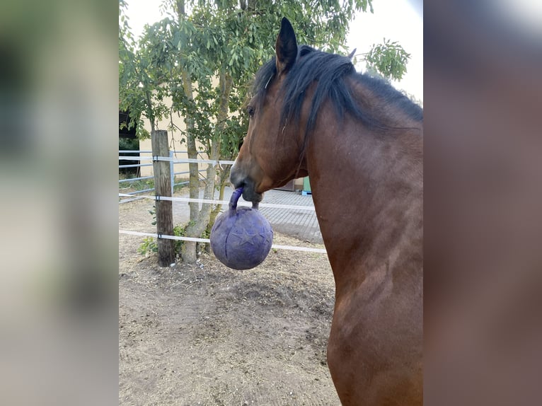 American Paint Horse Hengst 3 Jahre 160 cm Overo-alle-Farben in Schillingsfürst
