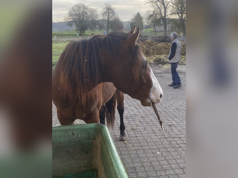 American Paint Horse Hengst 3 Jahre 160 cm Overo-alle-Farben in Schillingsfürst