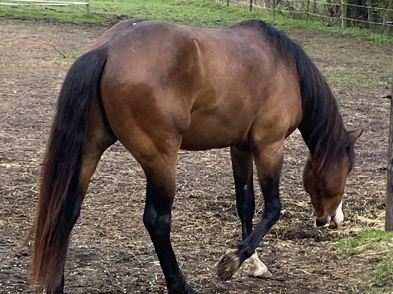 American Paint Horse Hengst 3 Jahre 160 cm Overo-alle-Farben in Schillingsfürst