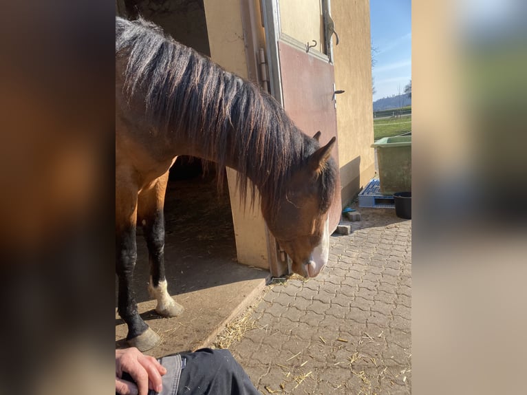 American Paint Horse Hengst 3 Jahre 160 cm Overo-alle-Farben in Schillingsfürst