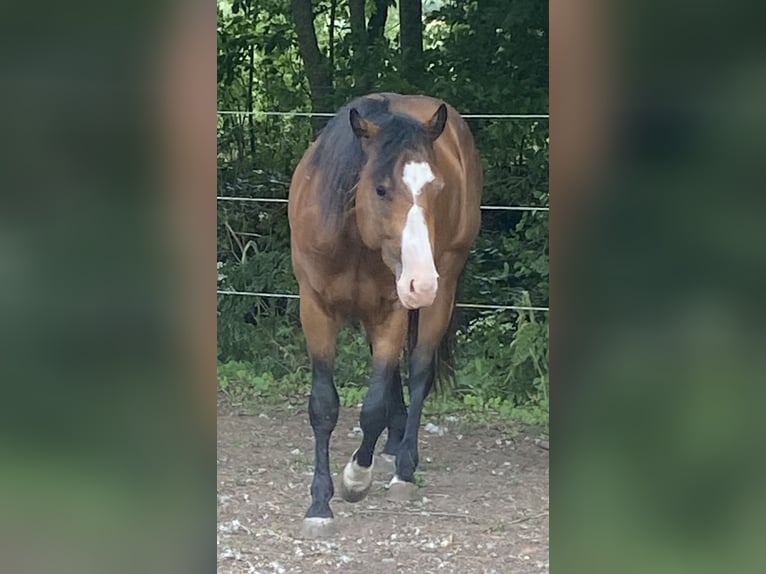 American Paint Horse Hengst 3 Jahre 160 cm Overo-alle-Farben in Schillingsfürst