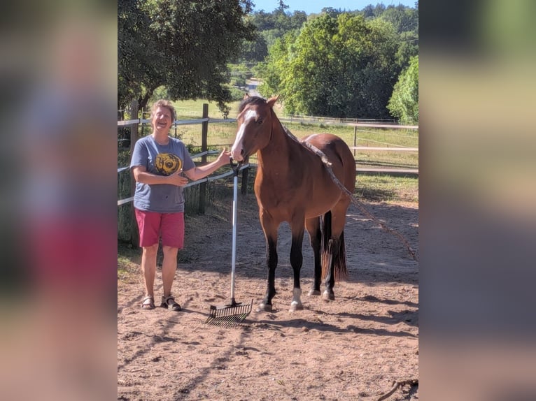 American Paint Horse Hengst 3 Jahre 160 cm Overo-alle-Farben in Schillingsfürst