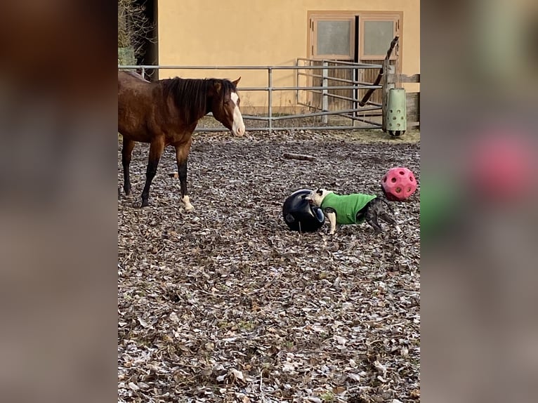 American Paint Horse Hengst 3 Jahre 160 cm Overo-alle-Farben in Schillingsfürst
