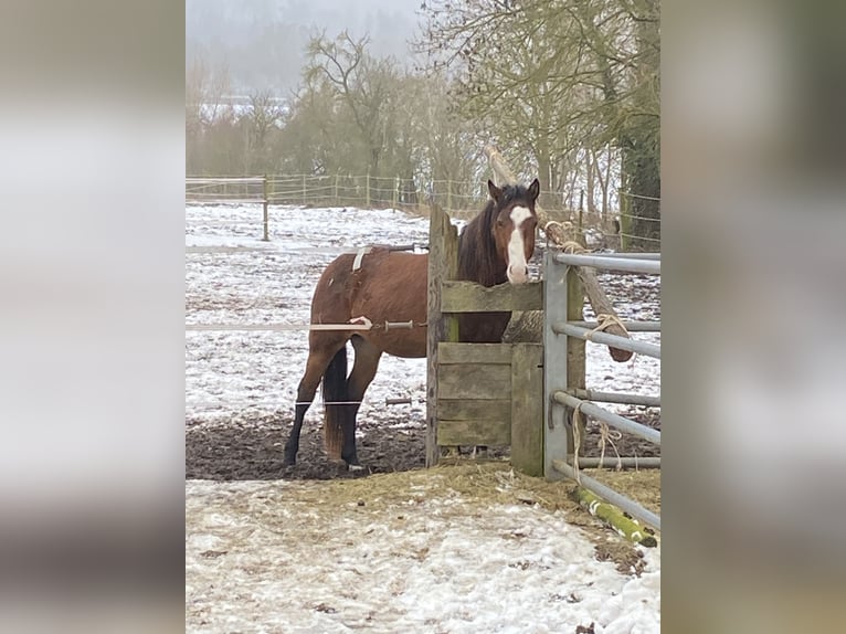 American Paint Horse Hengst 3 Jahre 160 cm Overo-alle-Farben in Schillingsfürst