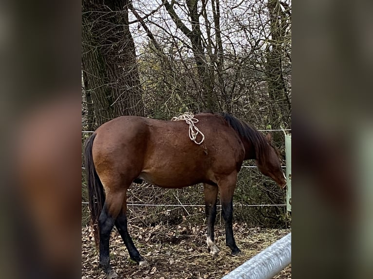 American Paint Horse Hengst 3 Jahre 160 cm Overo-alle-Farben in Schillingsfürst