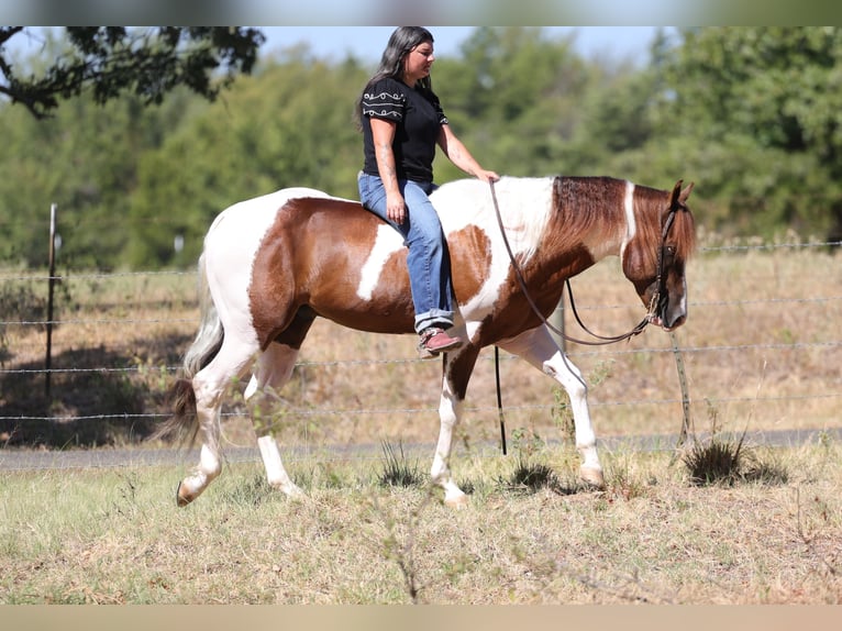 American Paint Horse Hengst 3 Jahre Schecke in Mount Vernon