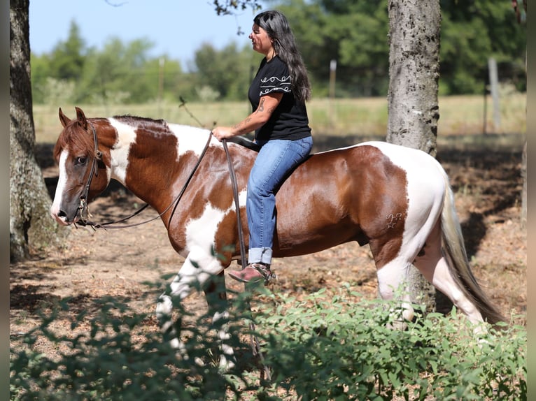 American Paint Horse Hengst 3 Jahre Schecke in Mount Vernon