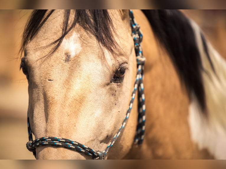 American Paint Horse Hengst 4 Jaar 145 cm Buckskin in Escholzmatt