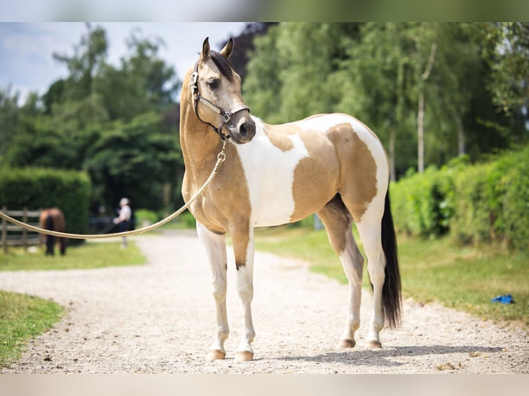 American Paint Horse Hengst 4 Jaar 145 cm Buckskin in Escholzmatt