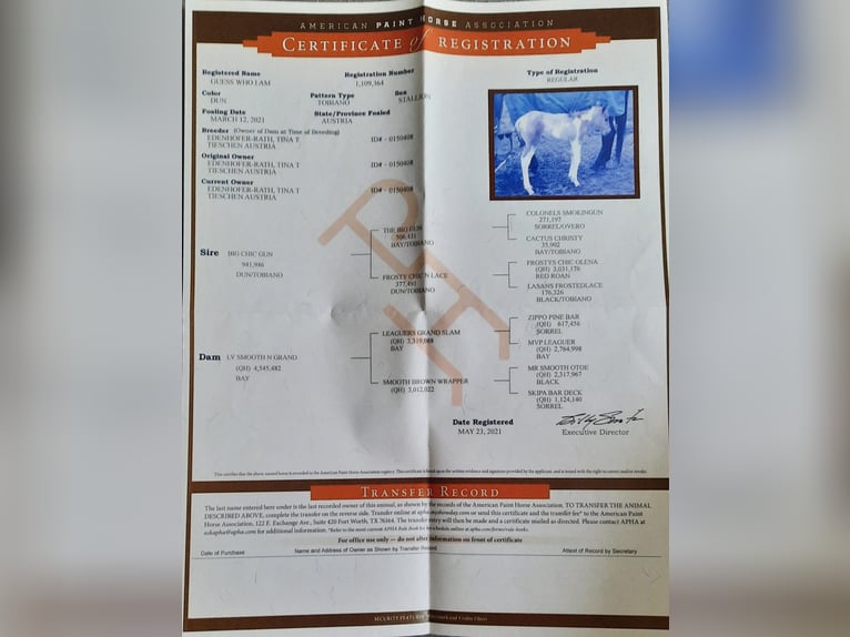 American Paint Horse Hengst 4 Jaar 145 cm Tobiano-alle-kleuren in Ernstbrunn