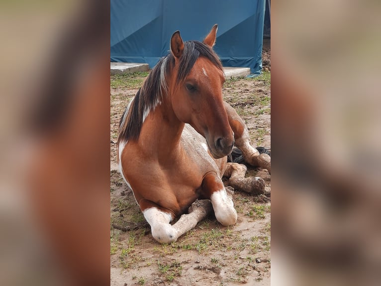 American Paint Horse Hengst 4 Jaar 145 cm Tobiano-alle-kleuren in Mistelbach