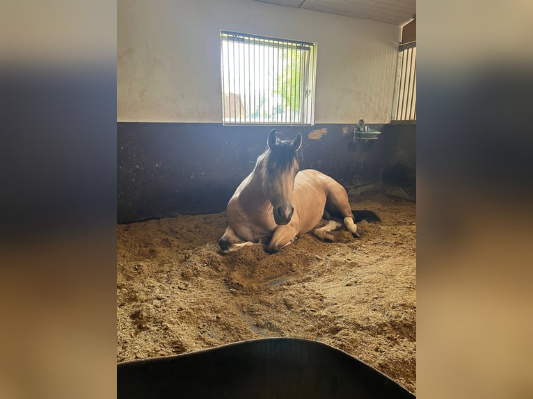 American Paint Horse Hengst 4 Jaar 148 cm Buckskin in Bad Wurzach