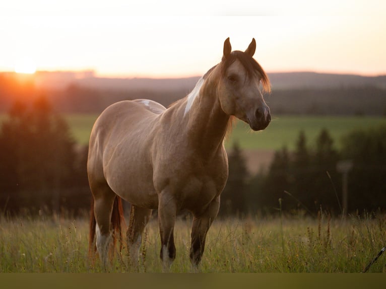 American Paint Horse Hengst 4 Jaar 148 cm Buckskin in Bad Wurzach