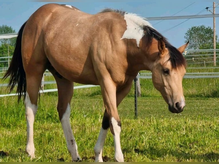American Paint Horse Hengst 4 Jaar 148 cm Buckskin in Bad Wurzach