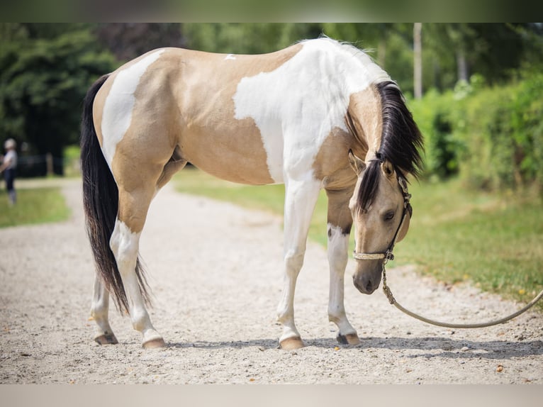 American Paint Horse Hengst 4 Jahre 145 cm Buckskin in Escholzmatt