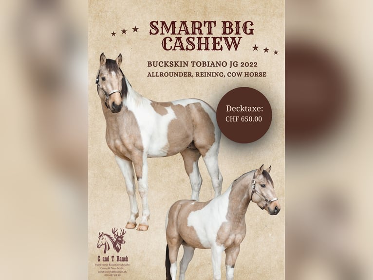 American Paint Horse Hengst 4 Jahre 145 cm Buckskin in Escholzmatt