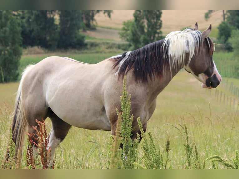 American Paint Horse Hengst 4 Jahre 155 cm Grullo in Montalzat