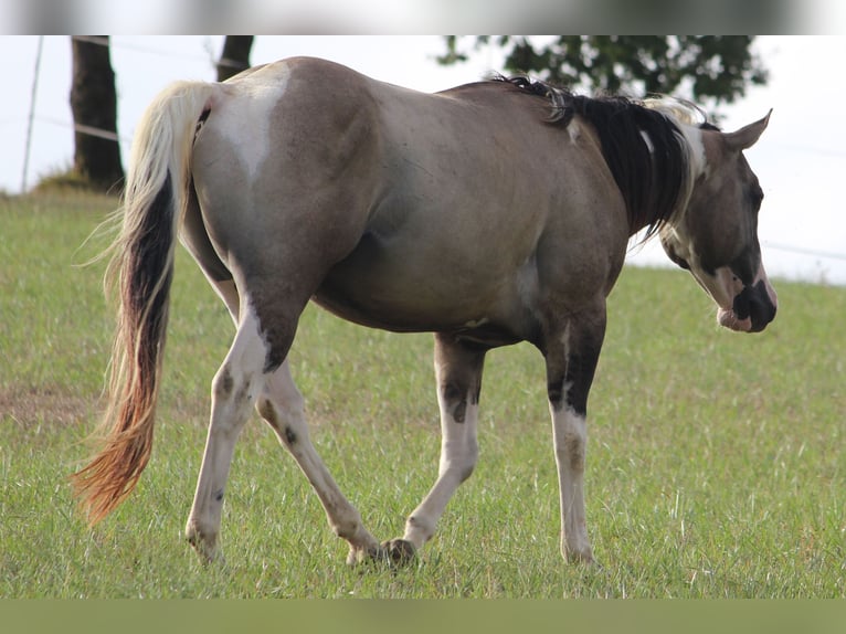 American Paint Horse Hengst 4 Jahre 155 cm Grullo in Montalzat