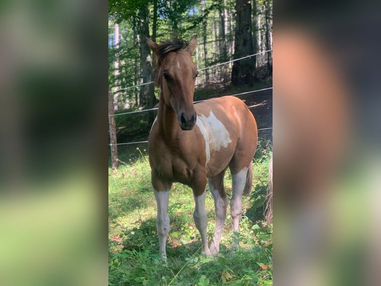 American Paint Horse Hengst 5 Jaar 150 cm Tobiano-alle-kleuren in Weinern