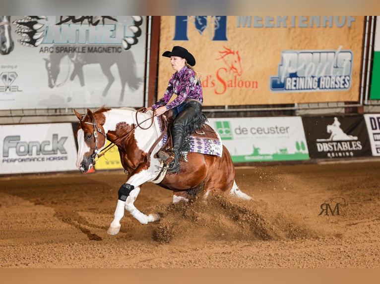 American Paint Horse Hengst 5 Jaar 158 cm Tobiano-alle-kleuren in WerlteLahn