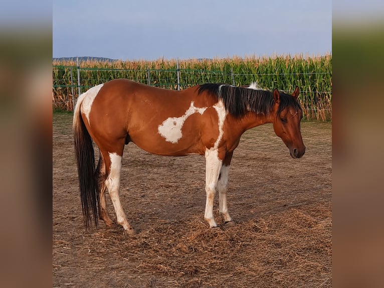 American Paint Horse Hengst 5 Jahre 150 cm Tobiano-alle-Farben in Weinern
