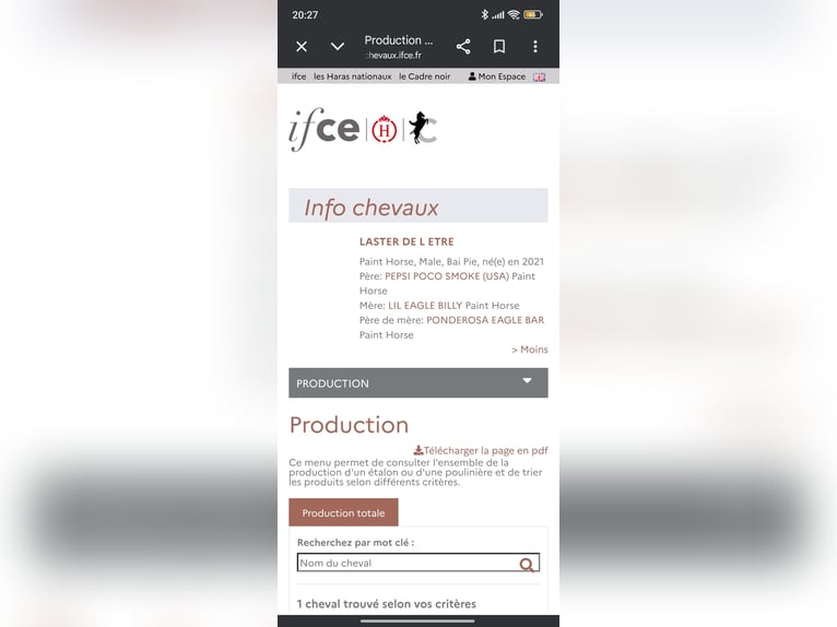 American Paint Horse Hengst 5 Jahre 153 cm Schecke in Aubazat