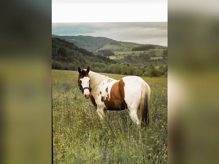 American Paint Horse Hengst 5 Jahre 153 cm Schecke in Aubazat