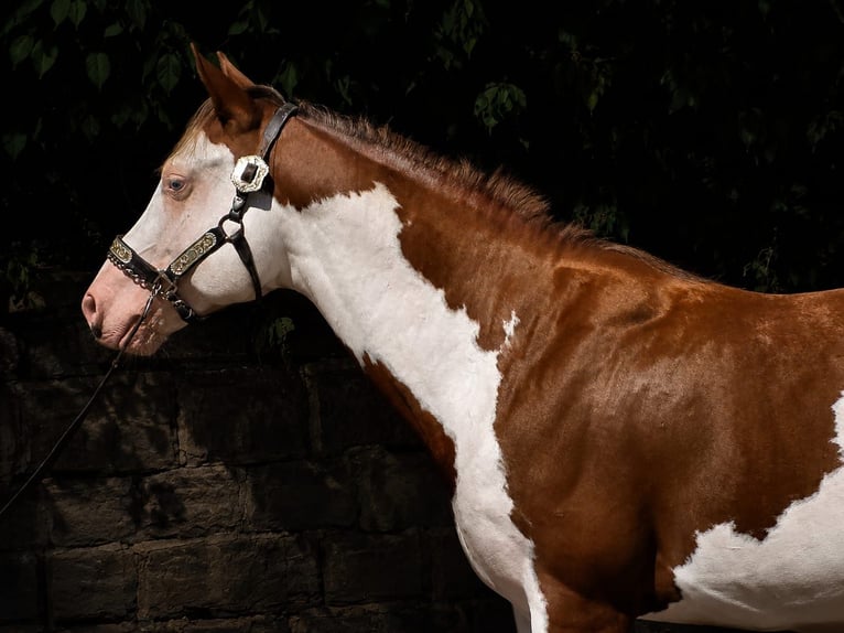 American Paint Horse Hengst 6 Jaar 145 cm Overo-alle-kleuren in Derental
