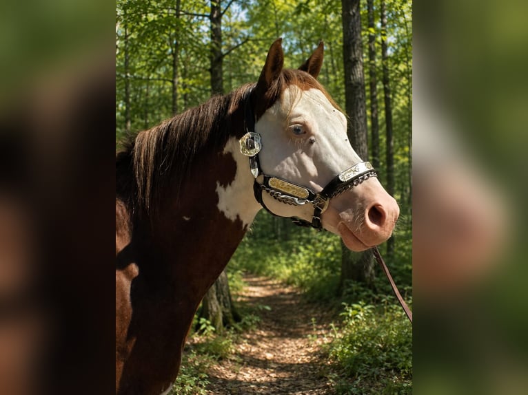 American Paint Horse Hengst 6 Jaar 145 cm Overo-alle-kleuren in Derental